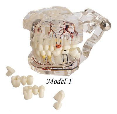 Transparent Models