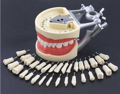 Restorative Training Model