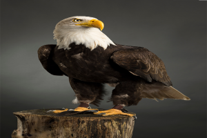 Majestic Eagles - UV Prints
