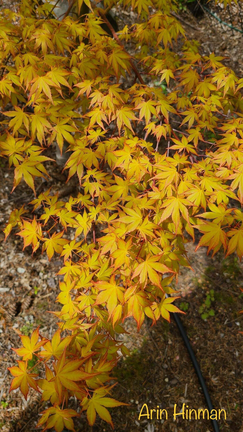 Spruce & Maple Ornamental Maple Trees