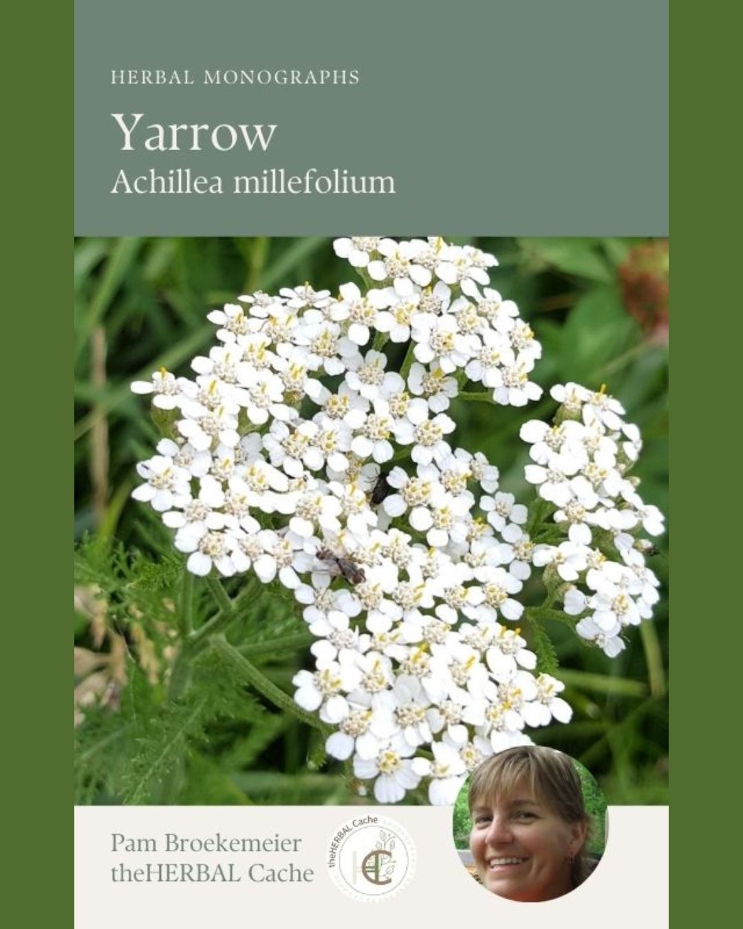Herbal Monograph - Yarrow