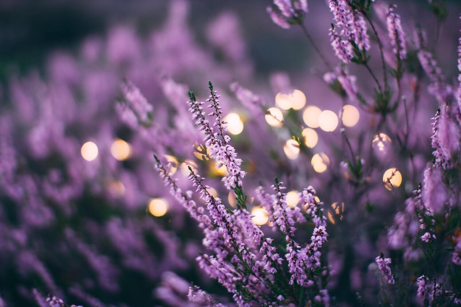 LAVENDER WATER