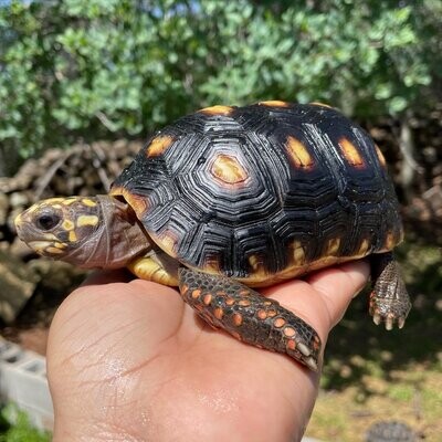 Tortoises/Turtles