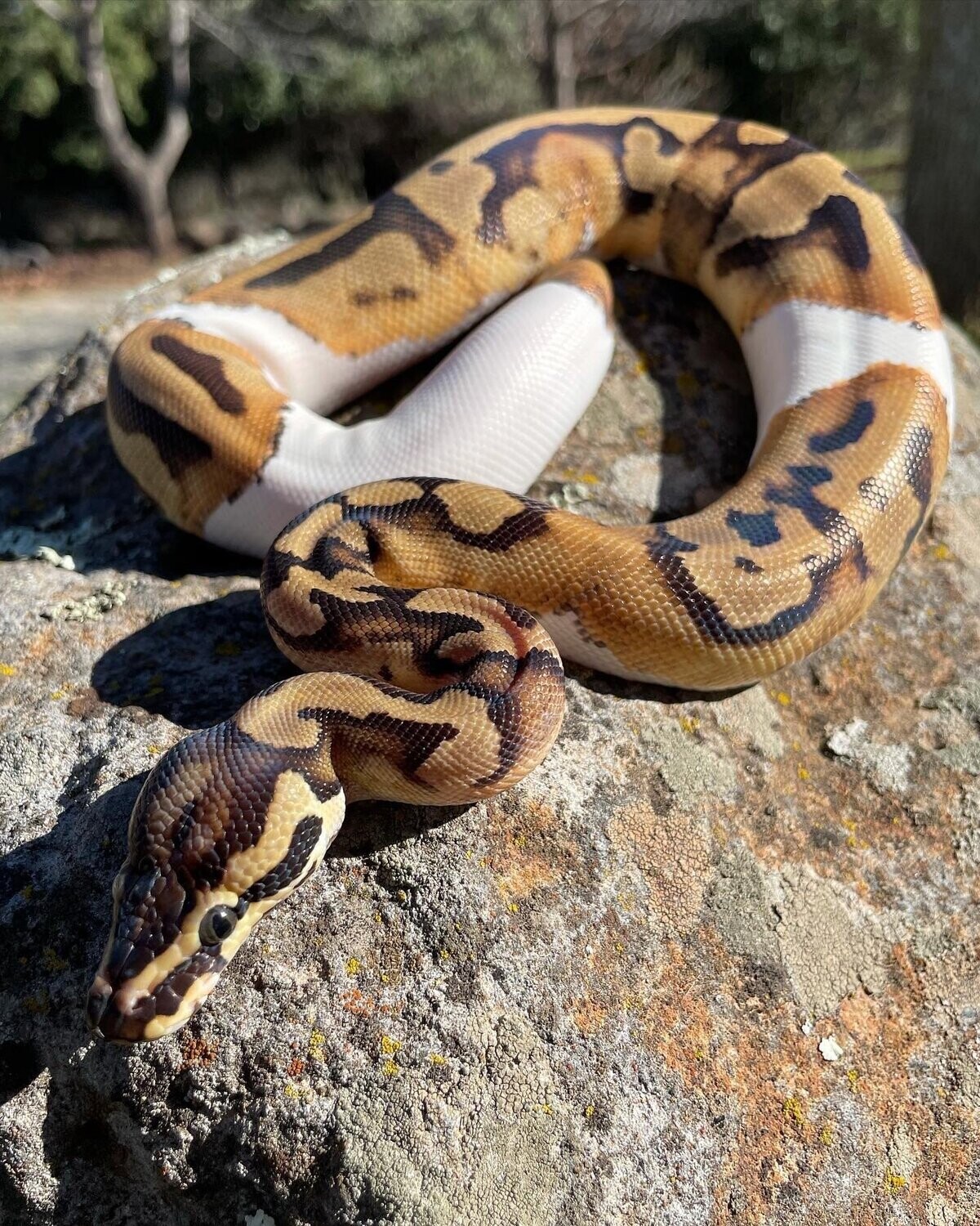 Leopard Piebald Ball Python MALE