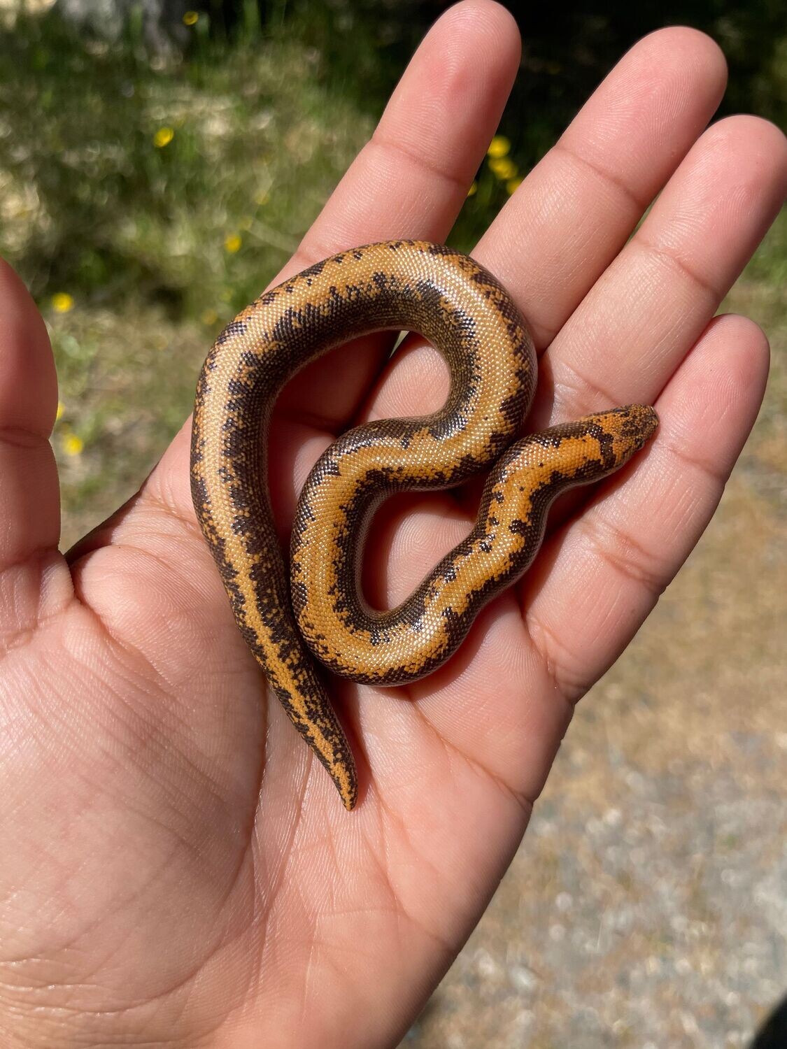 100 het Anery Striped Kenyan Sand Boa x Rufescens Hybrid MALE