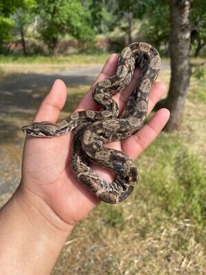 Pure Nicaraguan Boa Type 2 Anery Ghost MALE