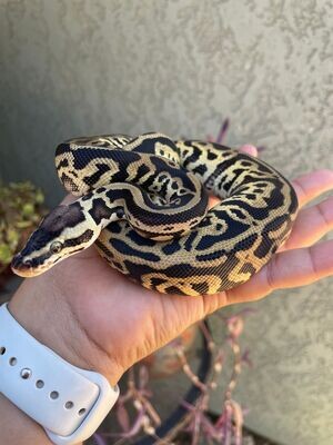 Leopard Yellowbelly Pastel 66% het Pied 50% het Ghost Ball Python MALE