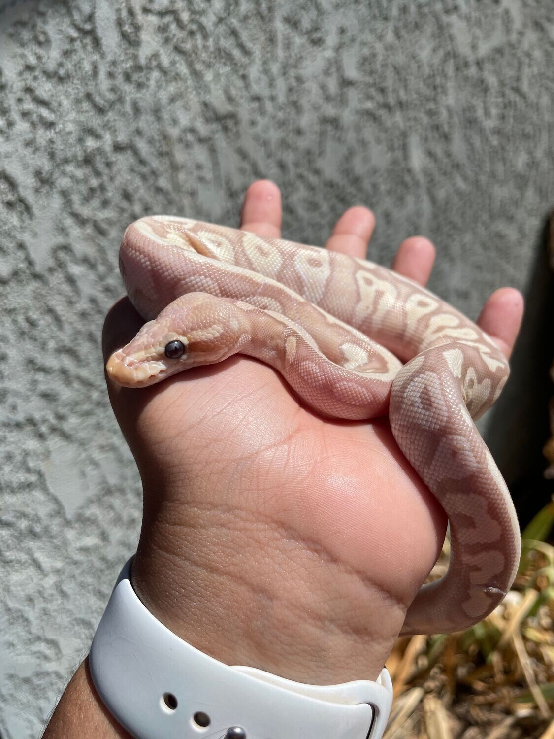 Banana Mojave 50 het Pied/Ghost Ball Python FEMALE