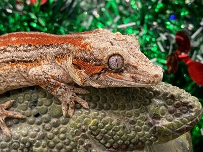 Red/Orange Stripe Gargoyle Gecko