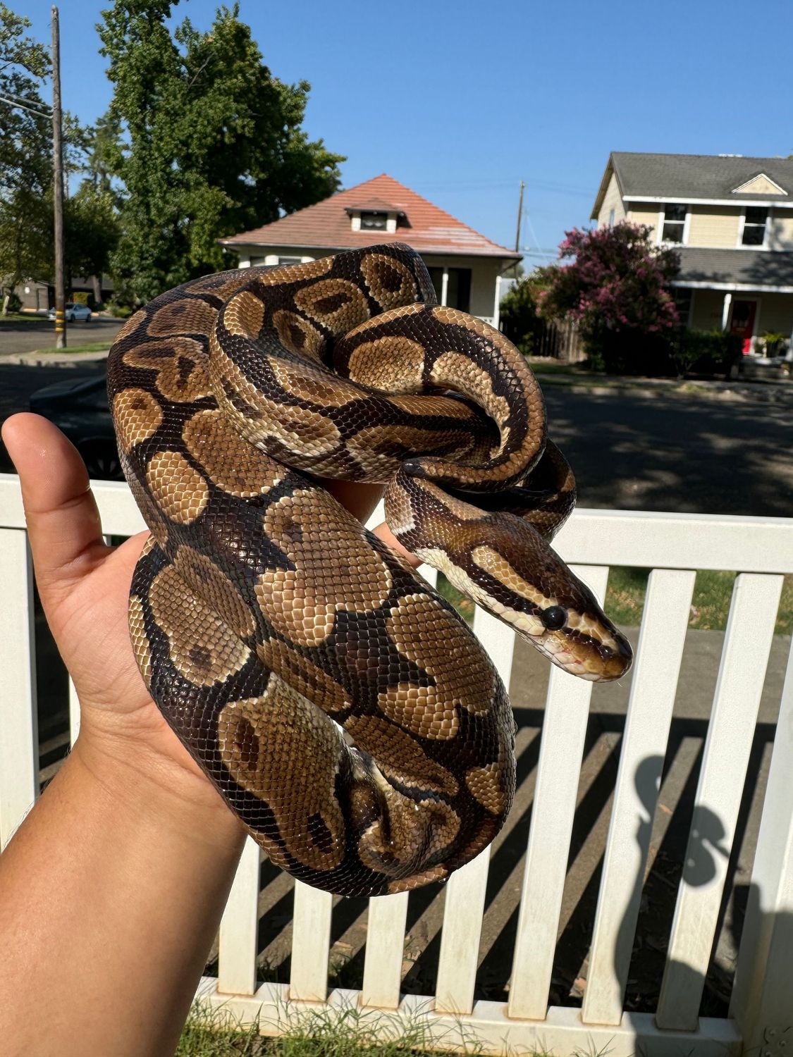 Normal Ball Python