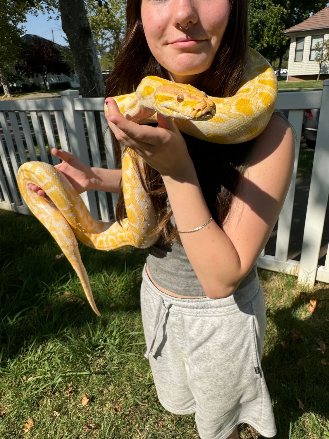 Albino het Green Burmese Python FEMALE
