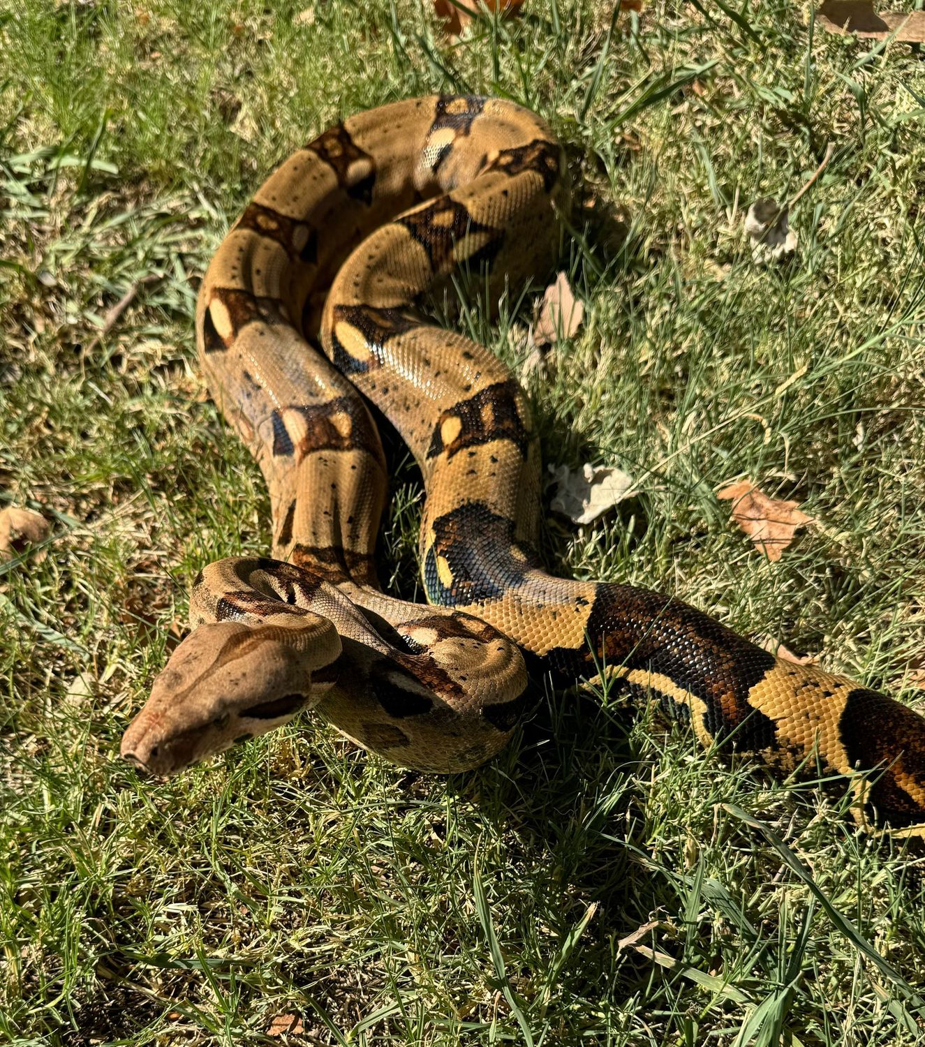 BCI Boa Constrictor
