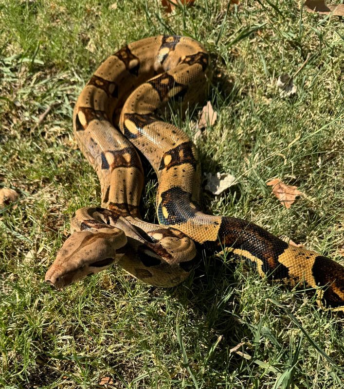 BCI Boa Constrictor