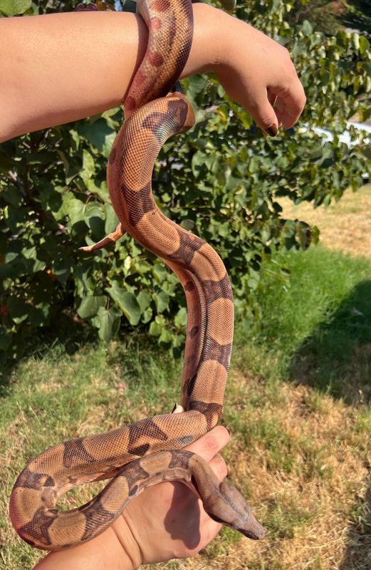 Hypo Salmon Stripe Tail Boa Constrictor MALE