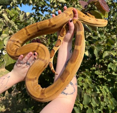 Hypo het Khal Albino Boa Constrictor MALE
