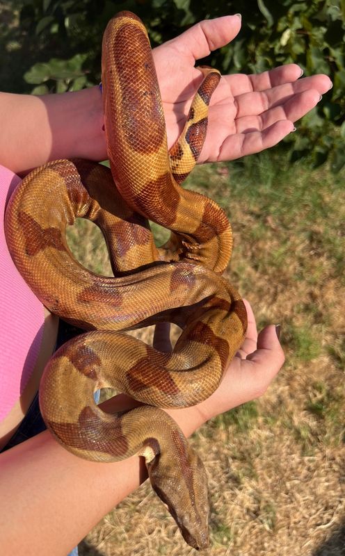 Hypo Blood het Khal Albino FEMALE