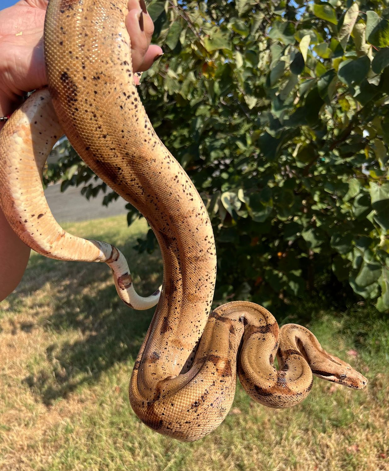 Hypo 100%  het Sharp Albino Boa Constrictor FEMALE