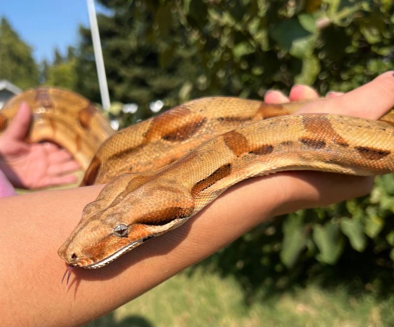 Hypo Blood Boa Constrictor FEMALE