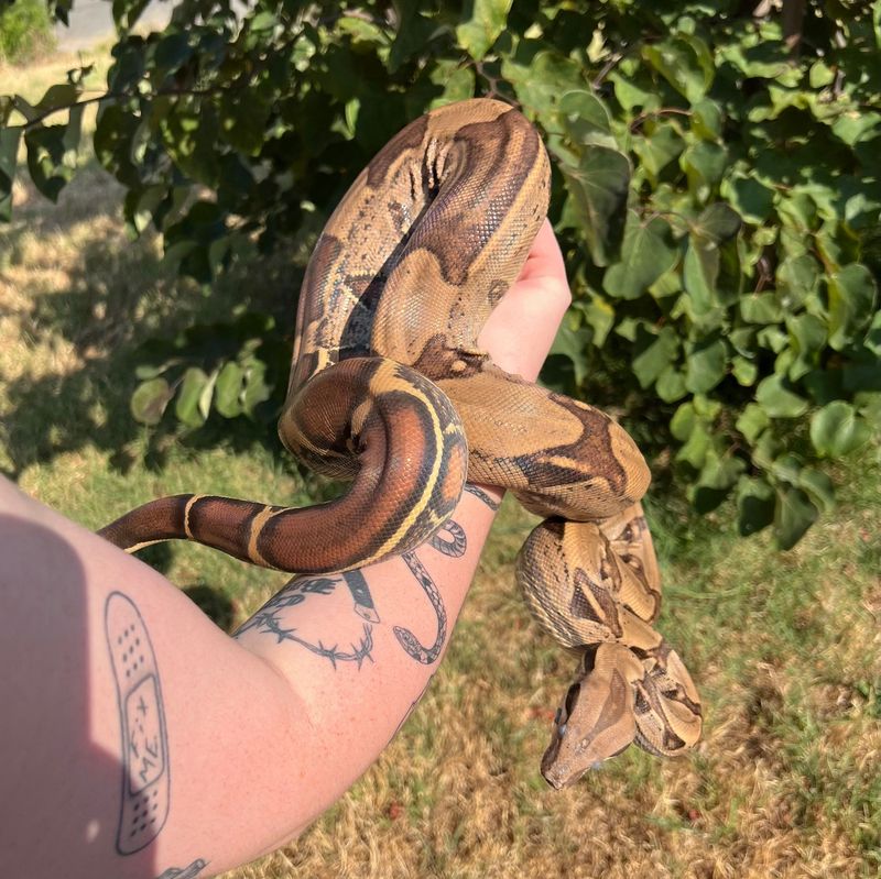 Boa Constrictor