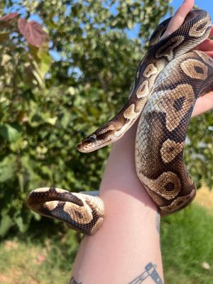 Pewter Ball Python FEMALE