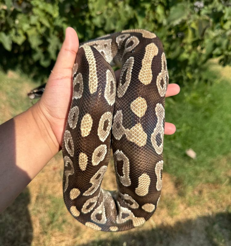 Mojave Ball Python FEMALE