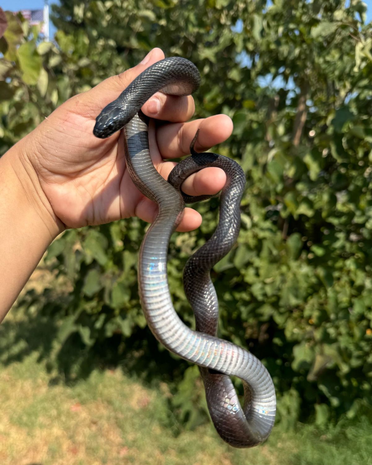 Mexican Black Kingsnake FEMALE