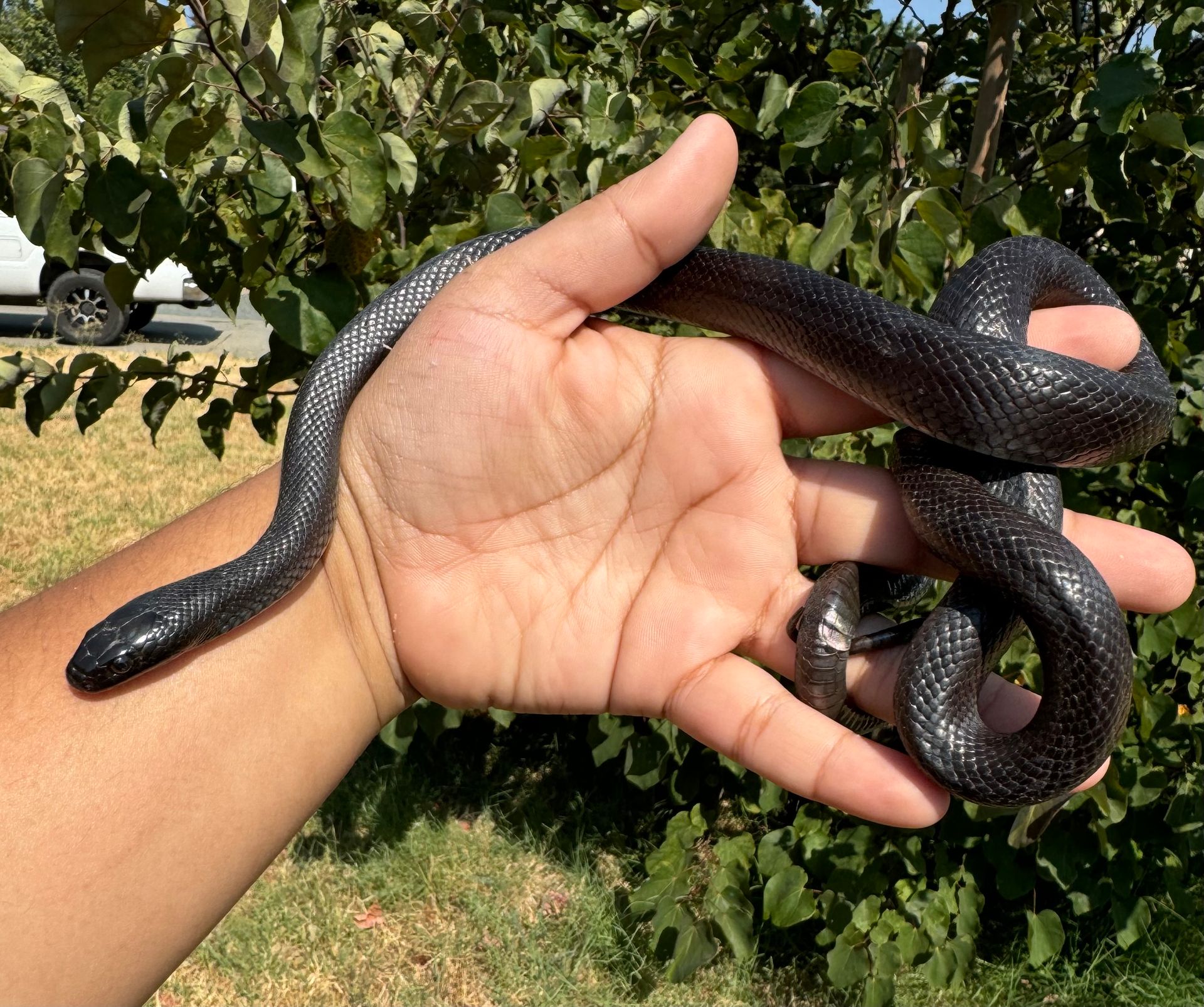 Mexican Black Kingsnake FEMALE
