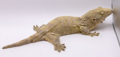 Moro Island x GTX Leachianus Gecko