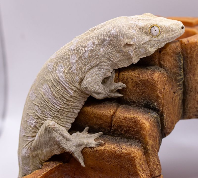 Moro Island x GTX Leachianus Gecko