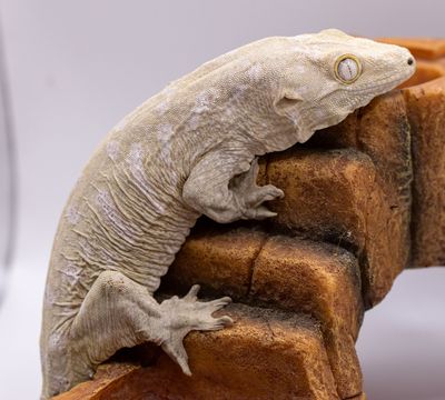 Moro Island x GTX Leachianus Gecko
