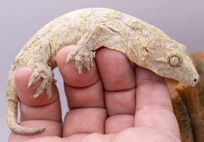 Moro Island x GTX Leachianus Gecko