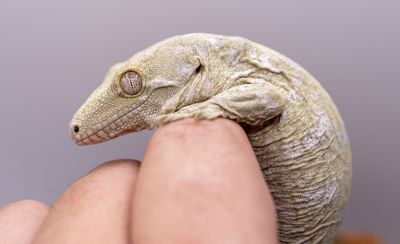 Moro Island x GTX Leachianus Gecko