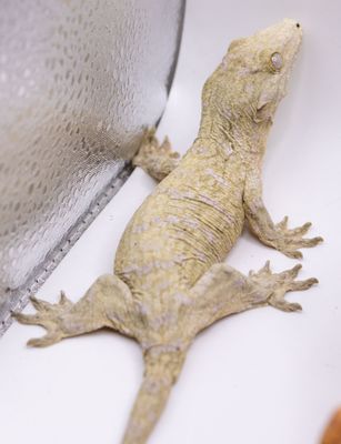 Moro Island x GTX Leachianus Gecko