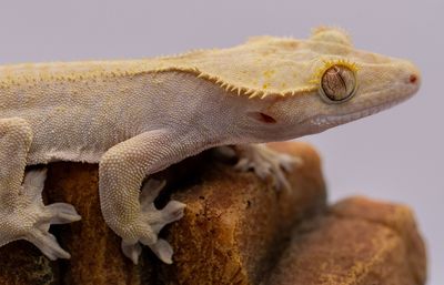 Flame Crested Gecko MALE