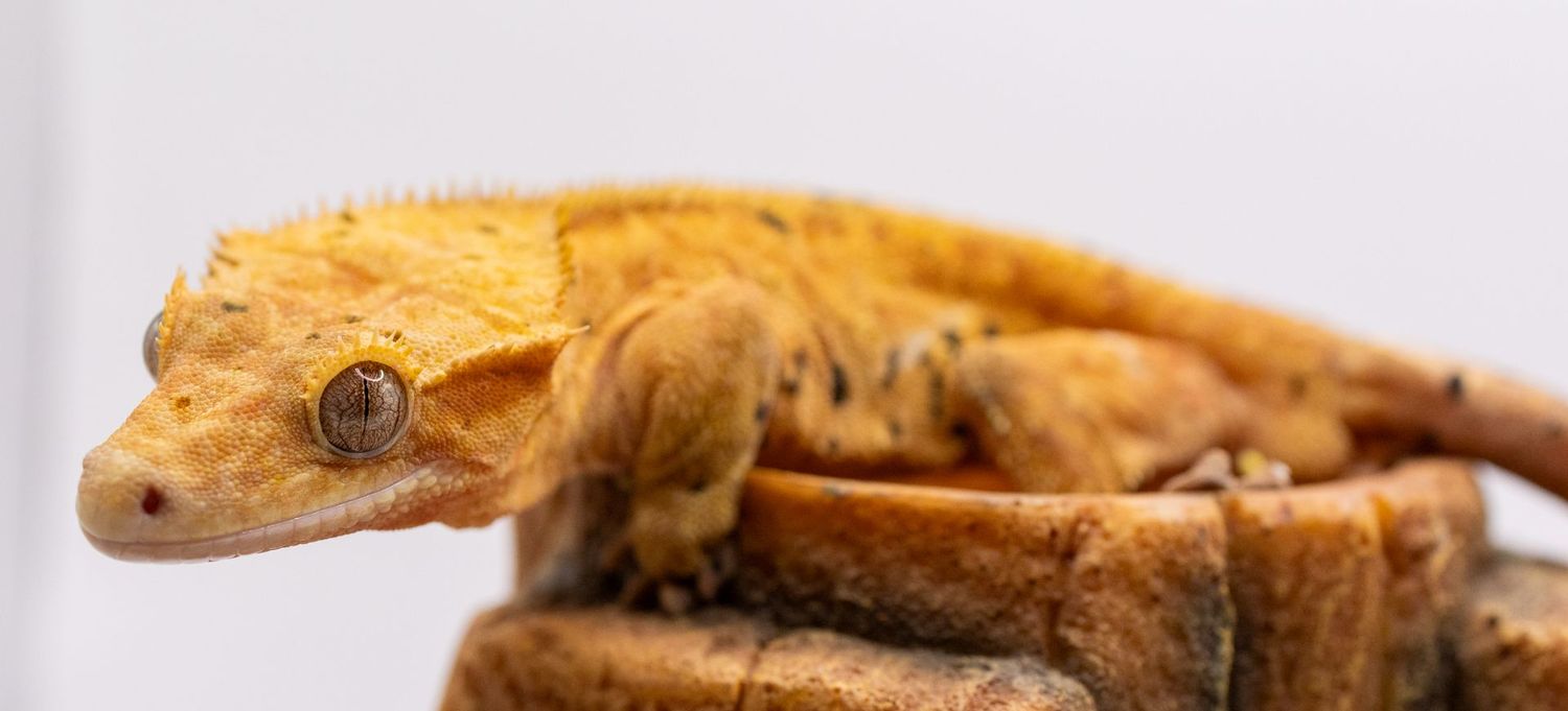 Yellow Dalmatian Crested Gecko MALE