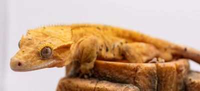Yellow Dalmatian Crested Gecko MALE