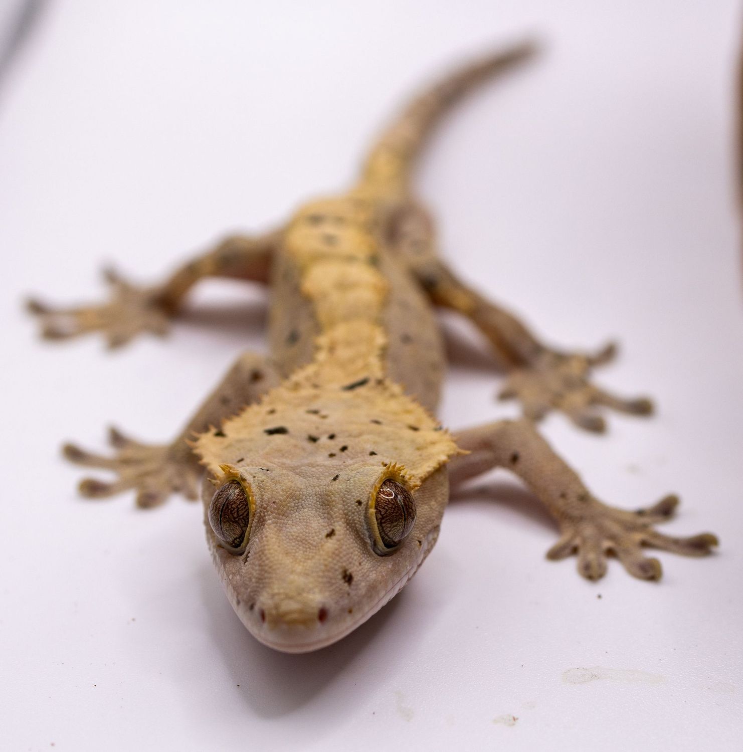 Dalmatian Flame Crested Gecko MALE