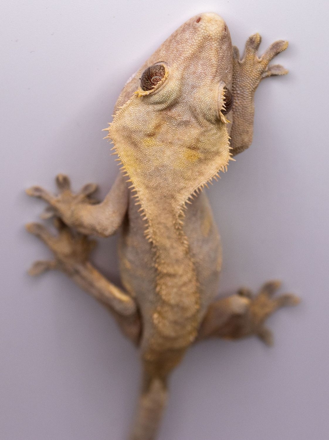 Flame Crested Gecko FEMALE