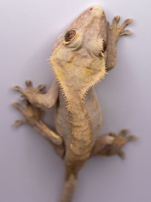 Flame Crested Gecko FEMALE