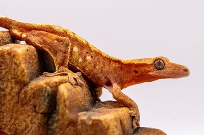 Yellow Harlequin Dalmatian Crested Gecko MALE