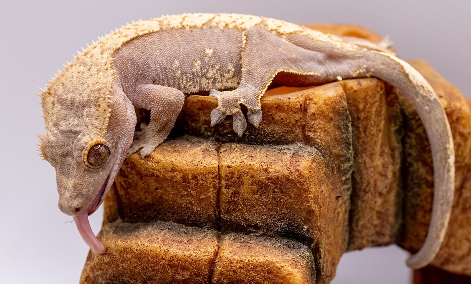 Lavender Harlequin Crested Gecko FEMALE
