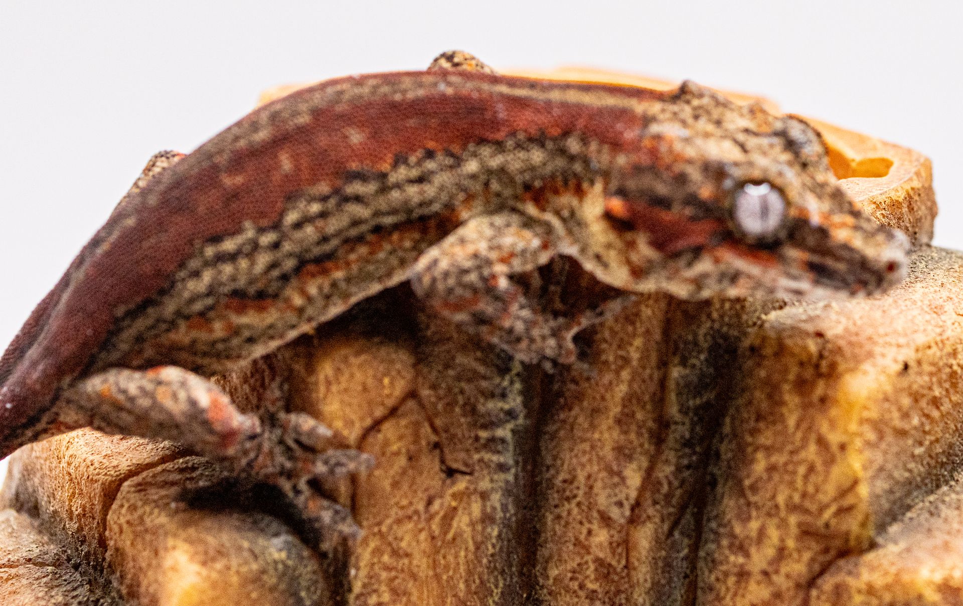 Red Striped Gargoyle Gecko