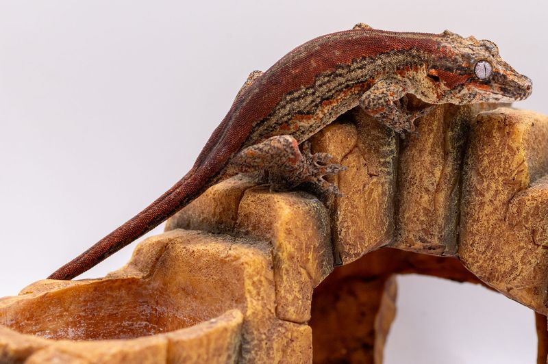 Red Striped Gargoyle Gecko