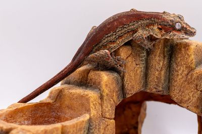 Red Striped Gargoyle Gecko