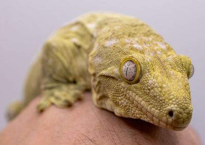 All Available Animals