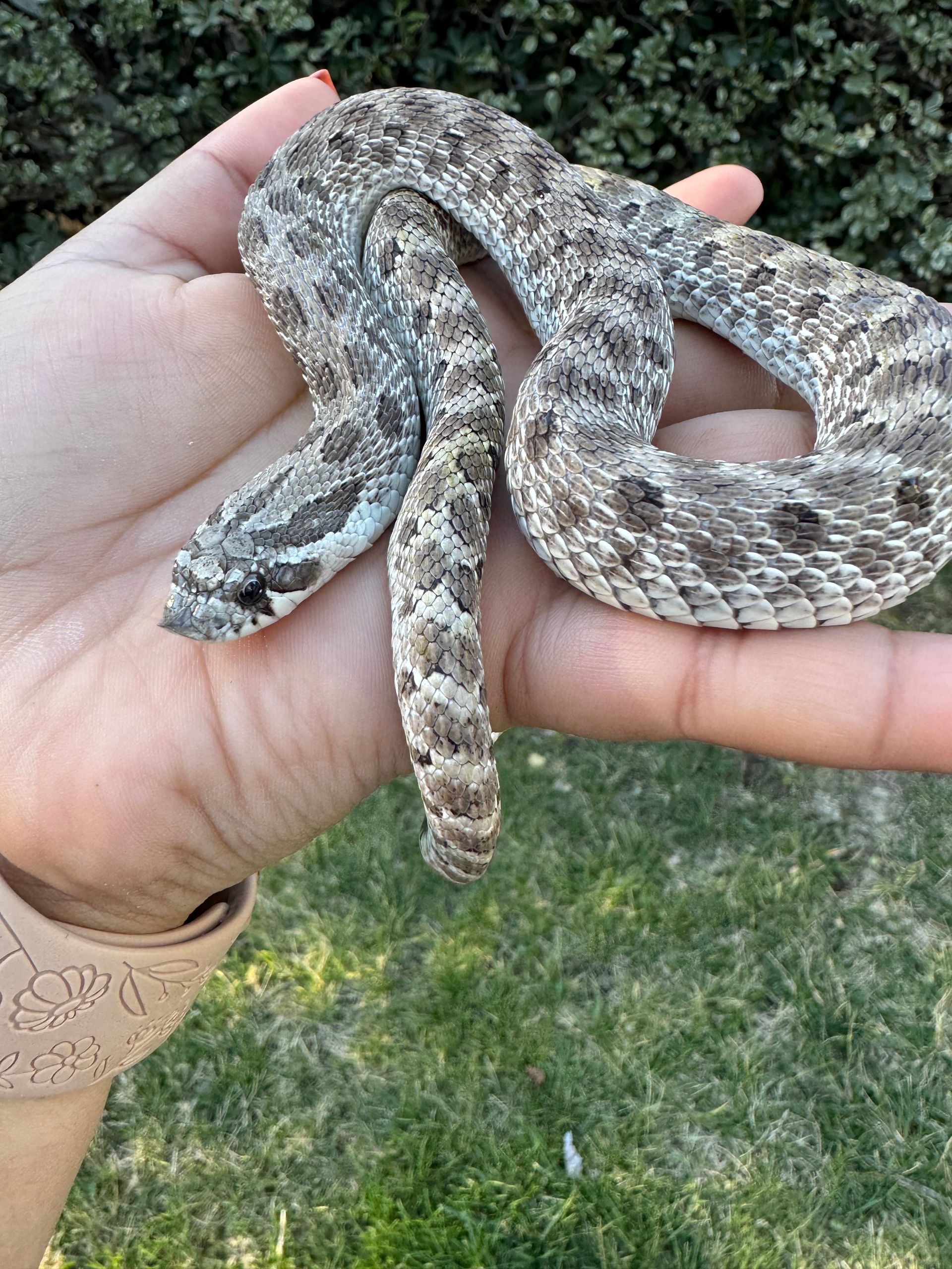Axanthic Western Hognose Snake MALE