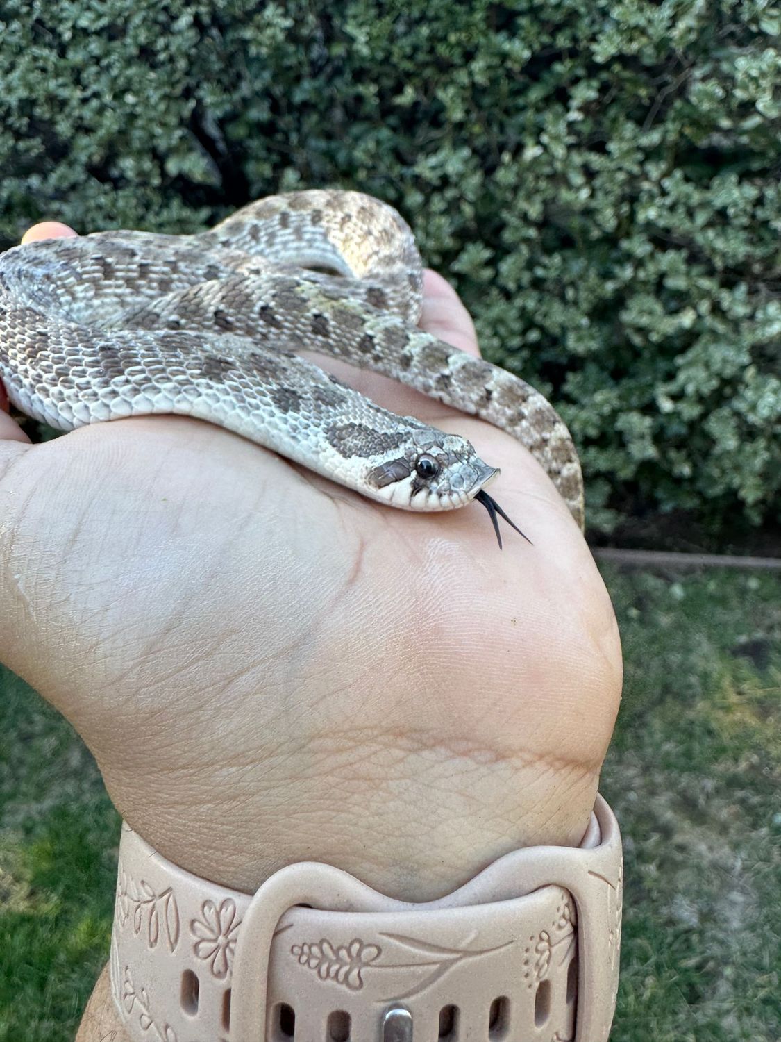 Axanthic Western Hognose Snake MALE