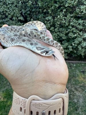 Axanthic Western Hognose Snake MALE