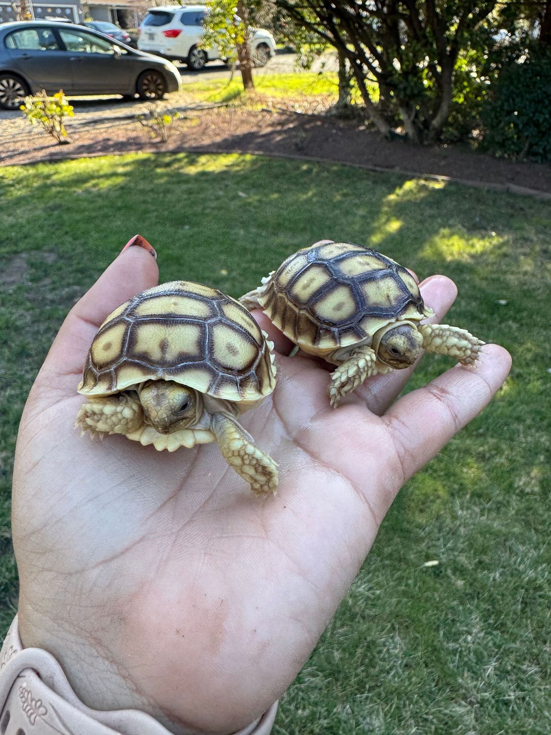 Baby Sulcata Tortoises