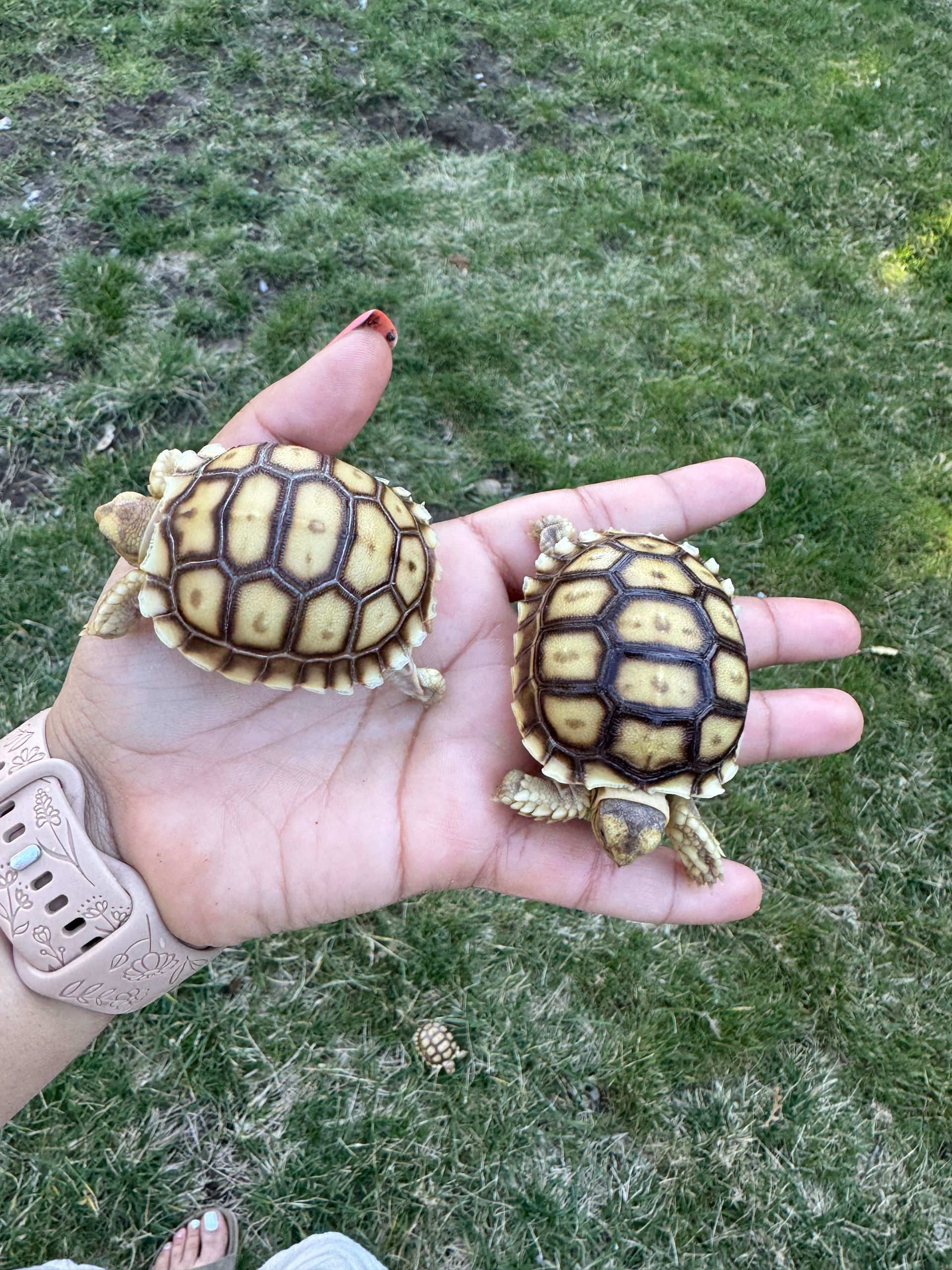 Baby Sulcata Tortoises